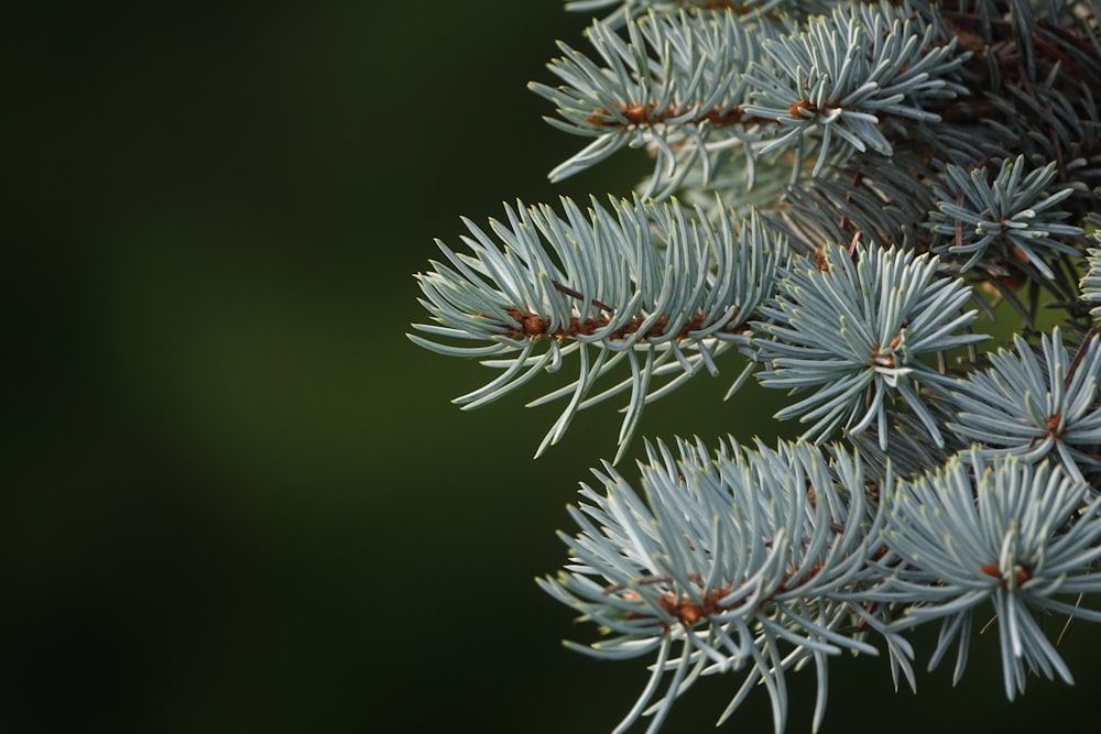 green and white plant in close up photography