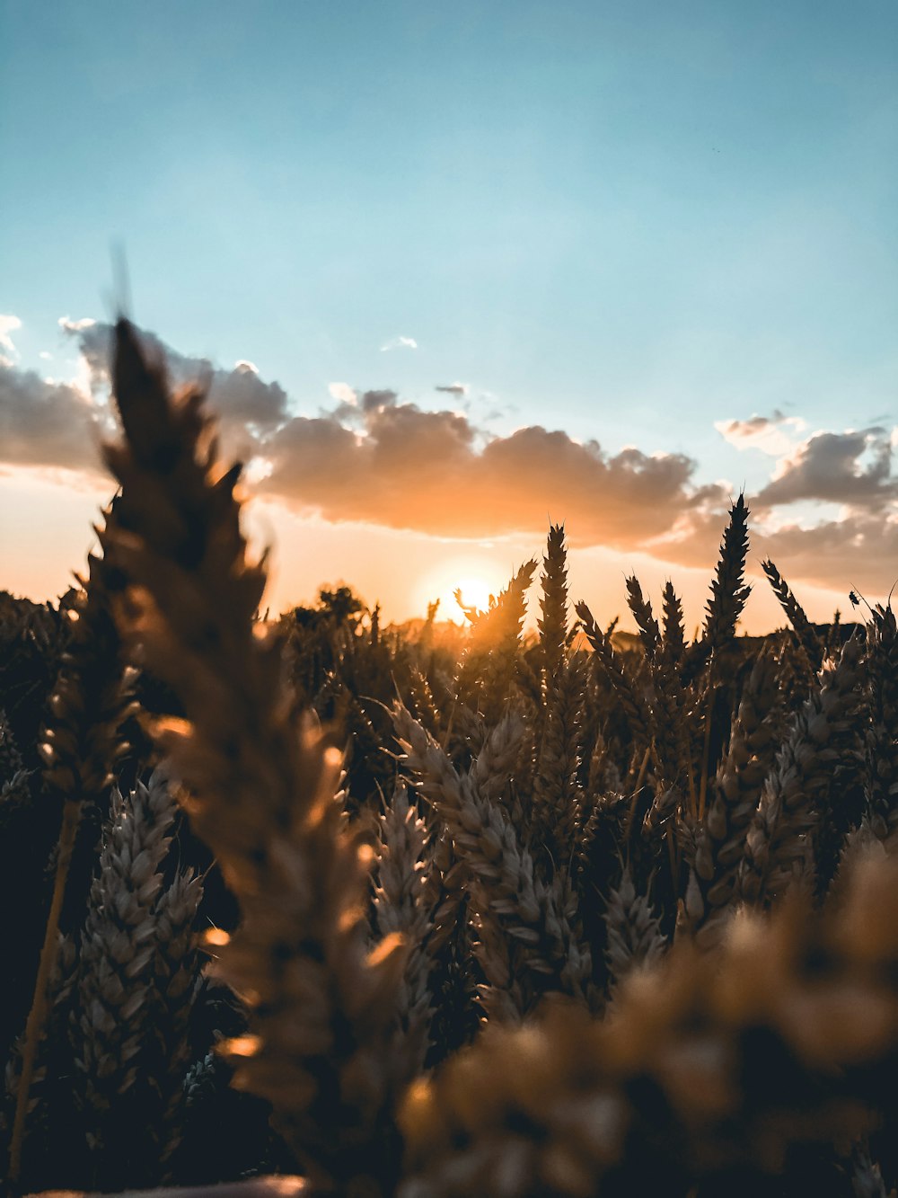 brown wheat field during sunset