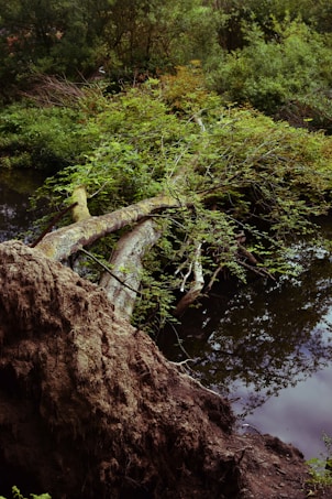 A fallen tree with its root system exposed lies across a calm, reflective body of water. Lush green foliage surrounds the area, providing a rich backdrop of various trees and plants. The scene exudes a sense of natural decay and quiet resilience.