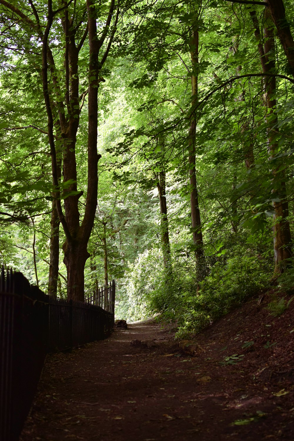 pathway between green trees during daytime