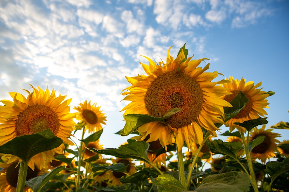 sunflower under blue sky during daytime