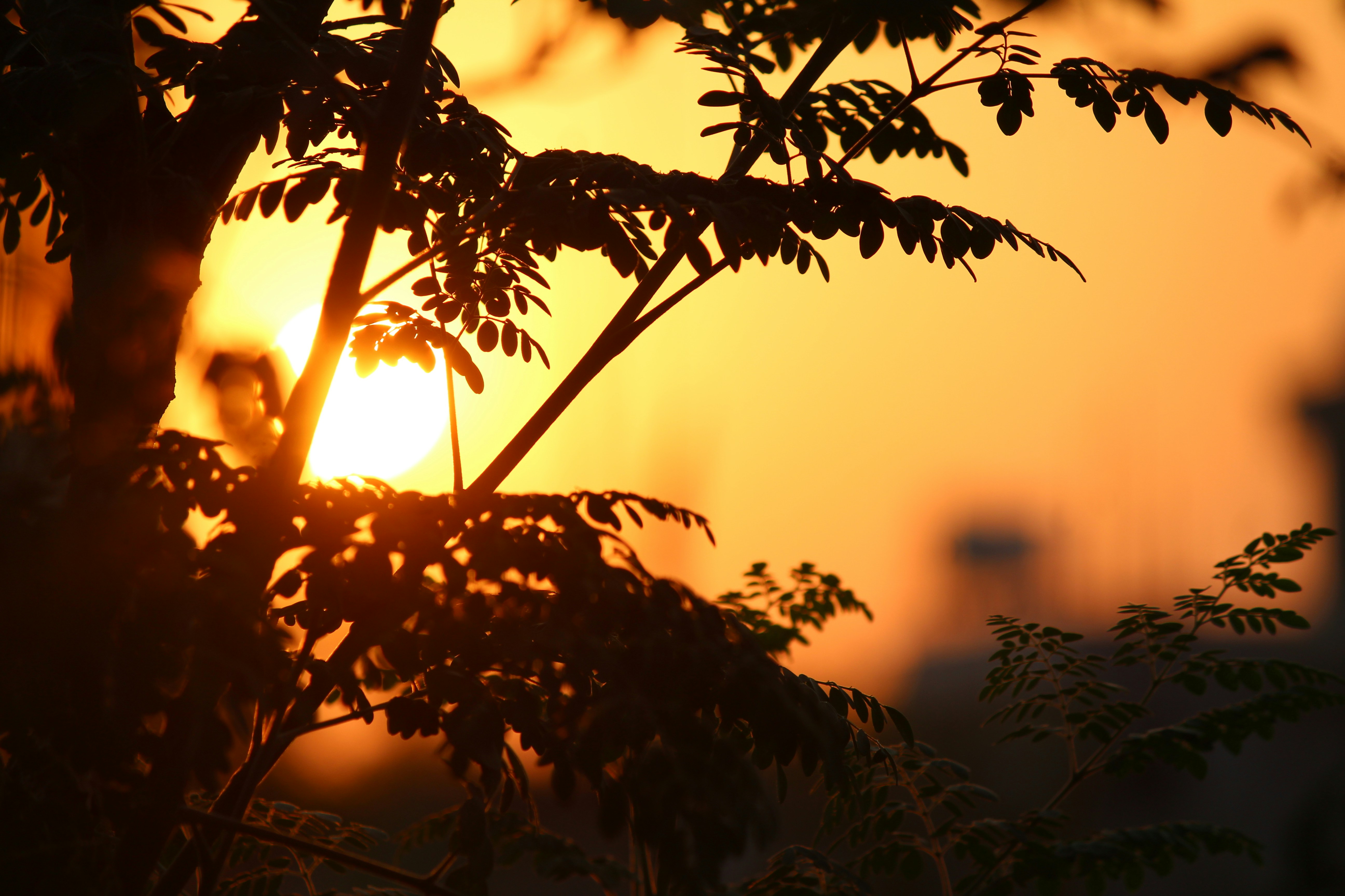 silhouette of tree during sunset