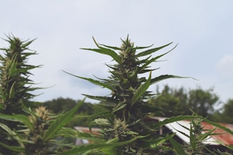 Danışmanlık Almanın Yararı: Uzman Görüşü Alma ve Çözüm Bulma