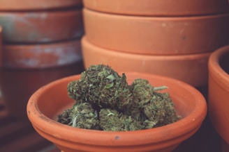 Several terracotta pots stacked together with one in the foreground containing a pile of dried cannabis buds.