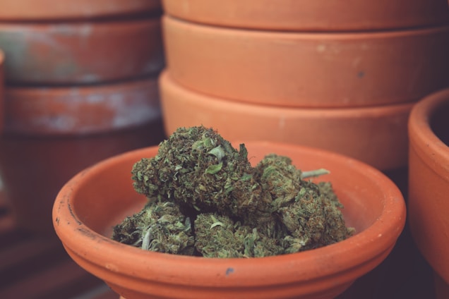 Several terracotta pots stacked together with one in the foreground containing a pile of dried cannabis buds.