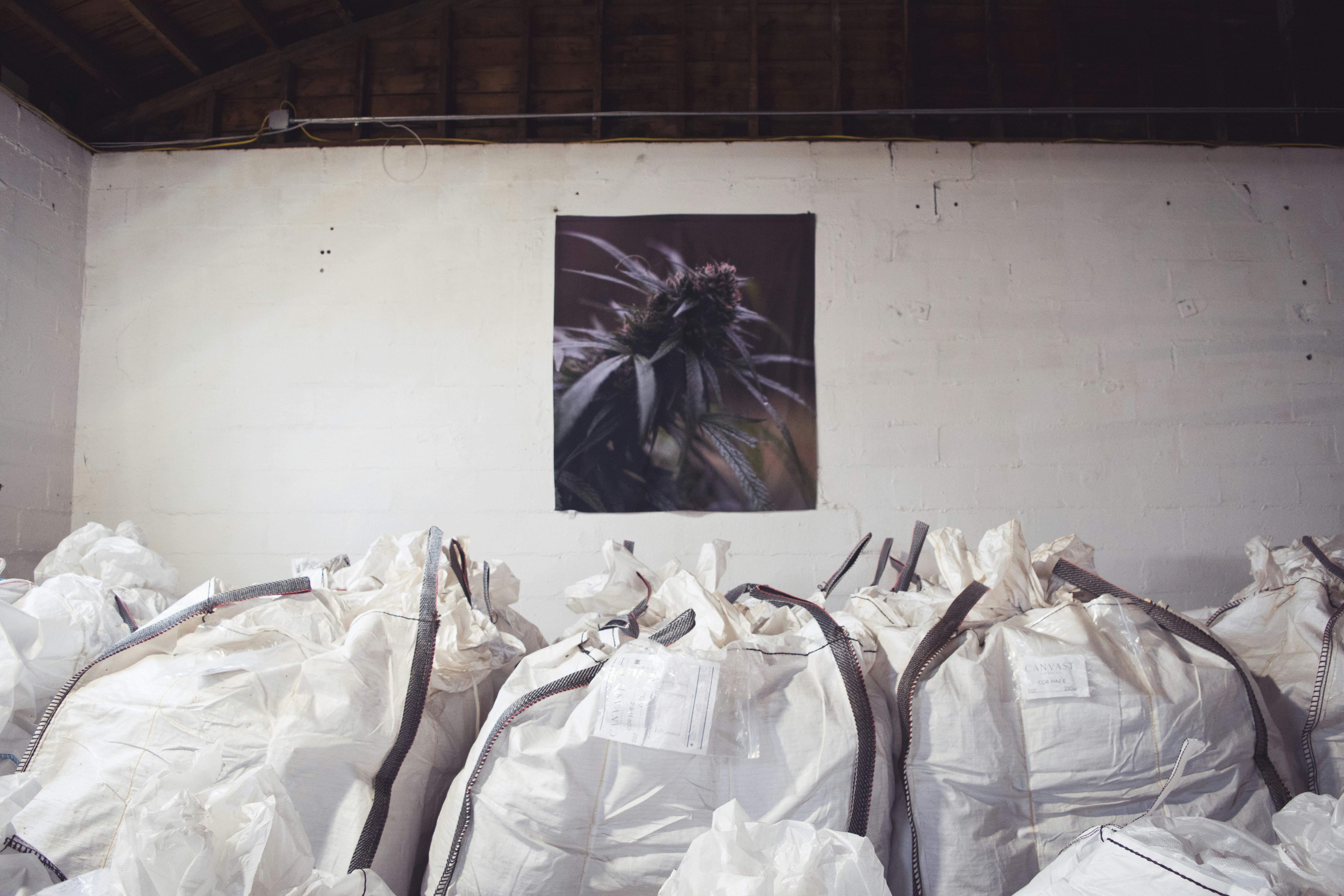 Hemp Harvest: Where to Buy THCa in Bulk Online