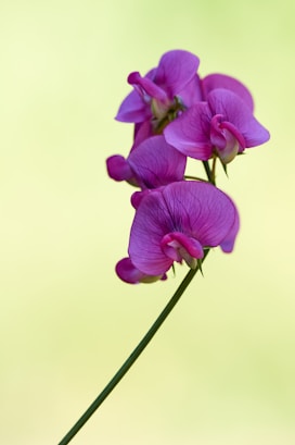 purple moth orchids in bloom close up photo