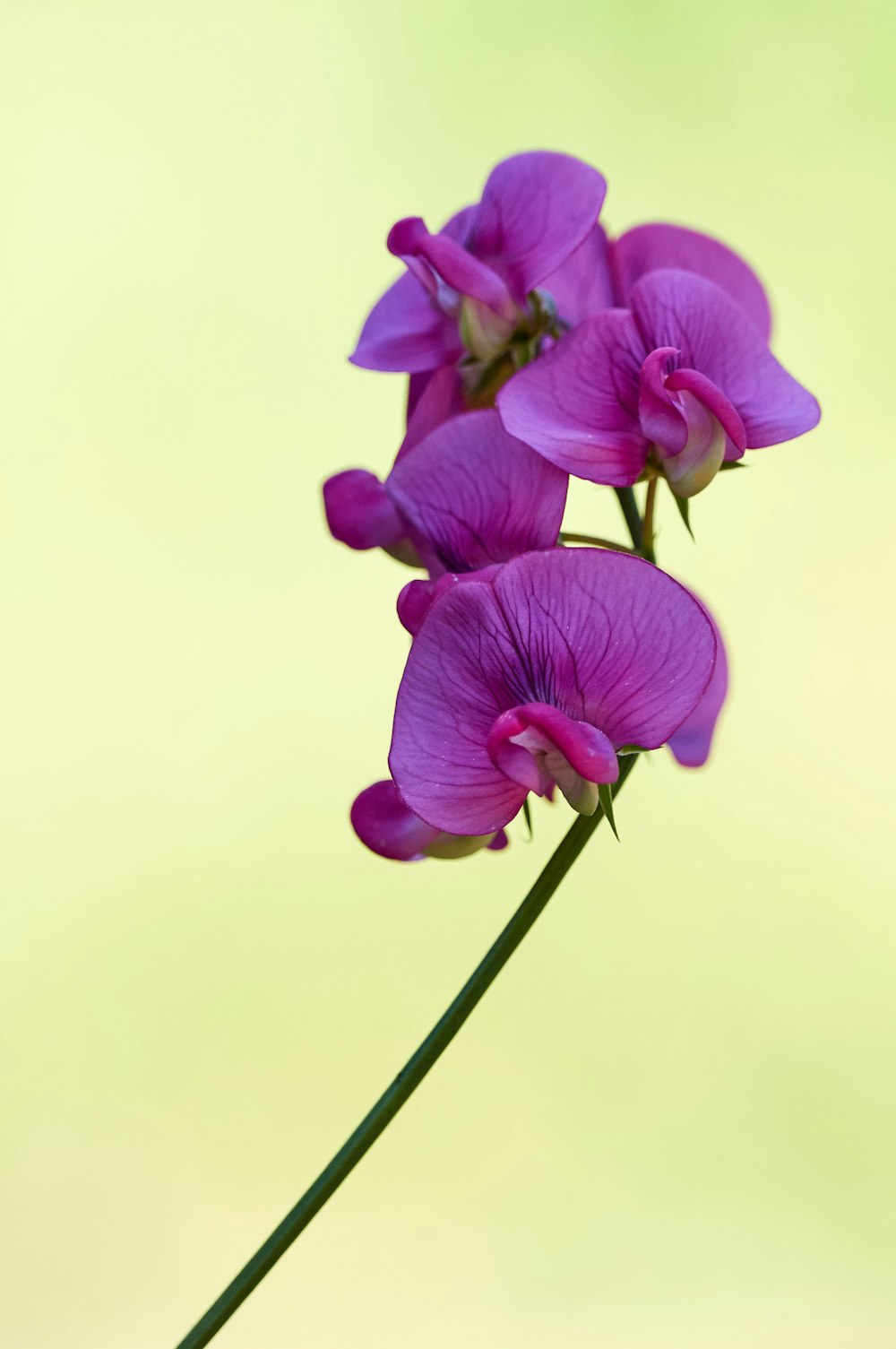咲く紫色の蛾の蘭、クローズアップ写真