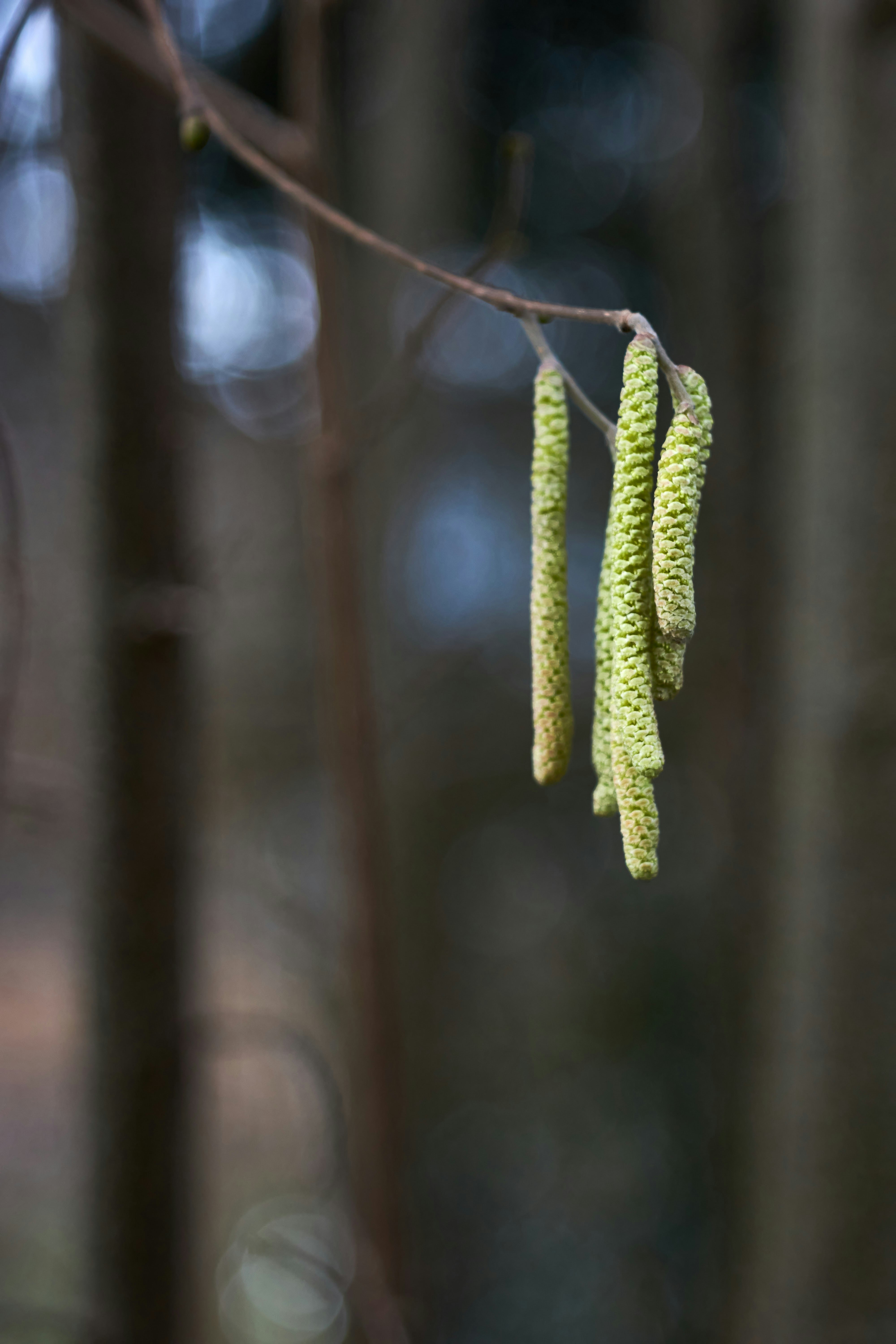 Photo by wolfgang_hasselmann