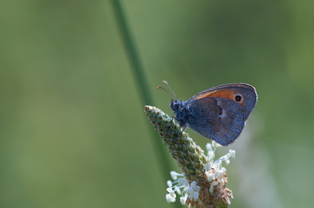 brown and black butterfly perched on white flower in close up photography during daytime