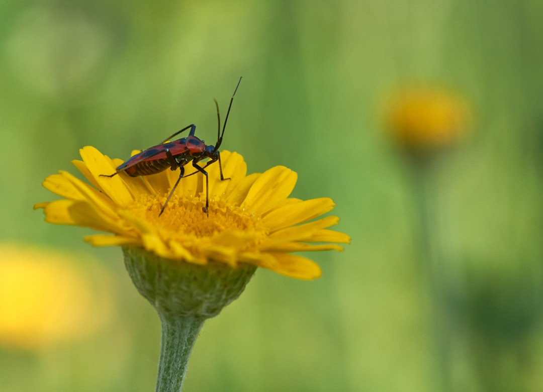 brown and black insect on yellow flower