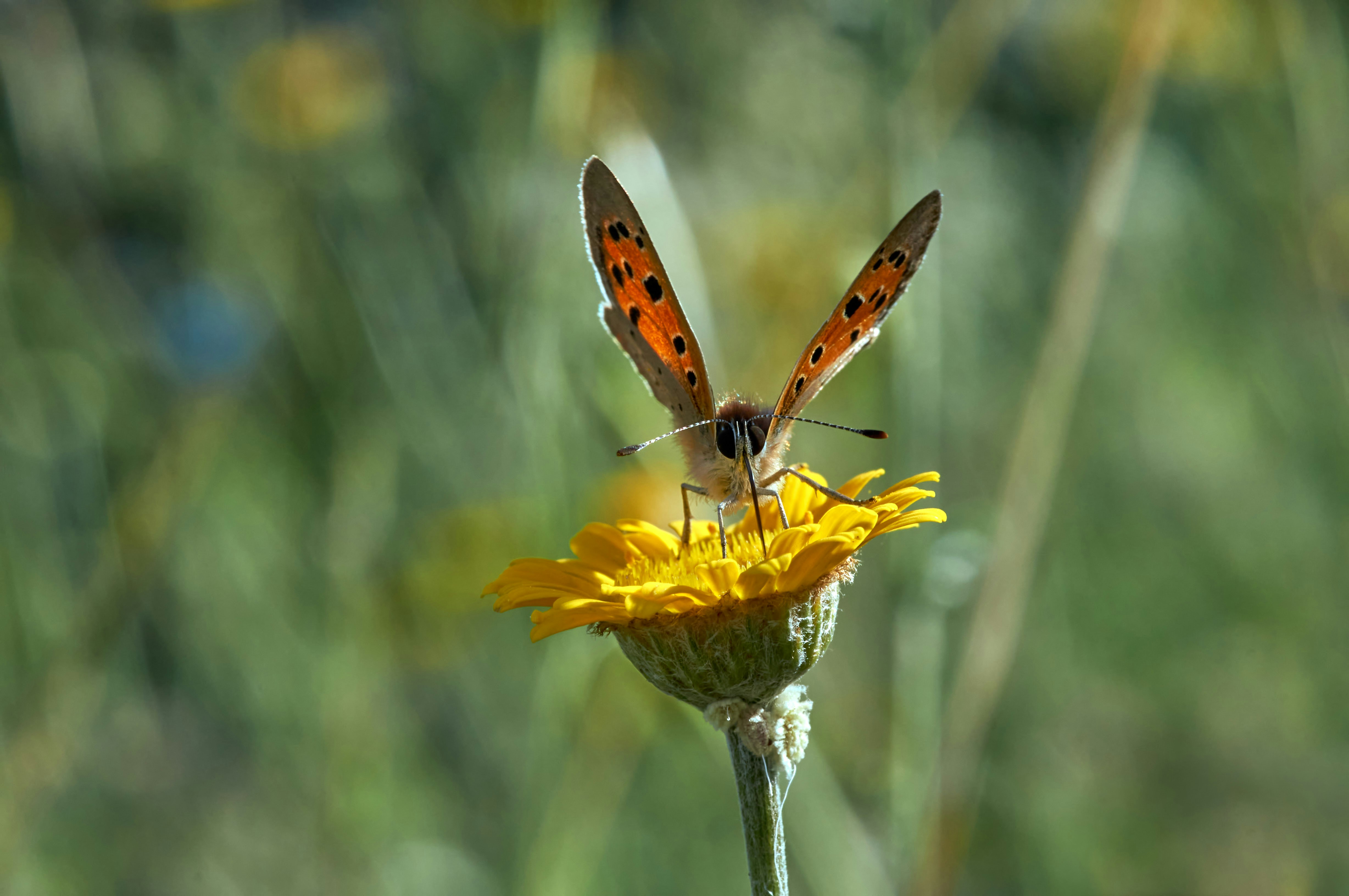 Photo by wolfgang_hasselmann