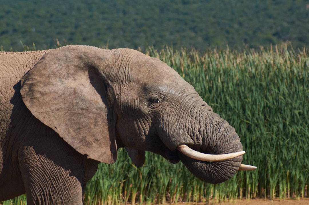 grey elephant on green grass field during daytime