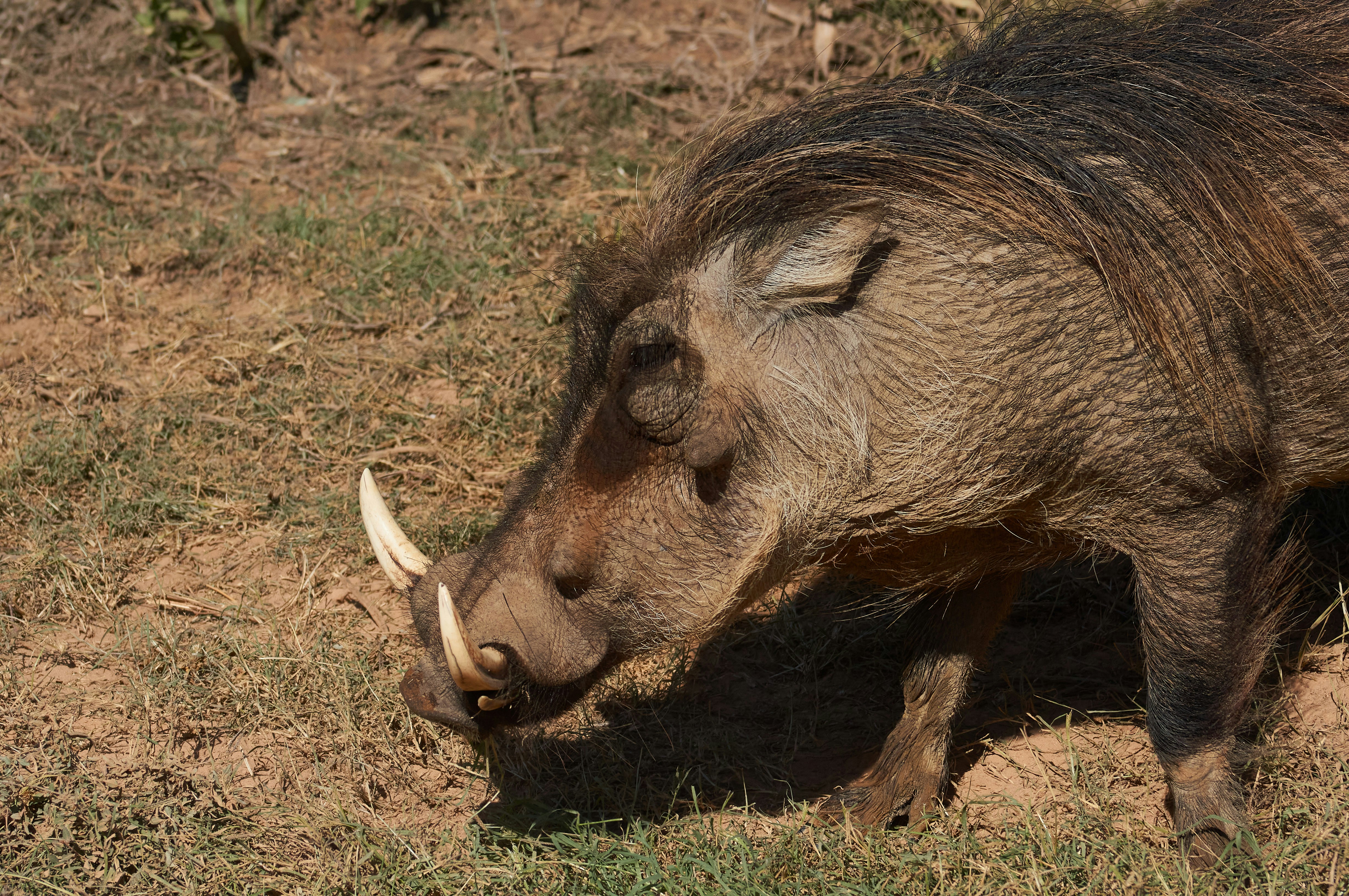 Photo by wolfgang_hasselmann