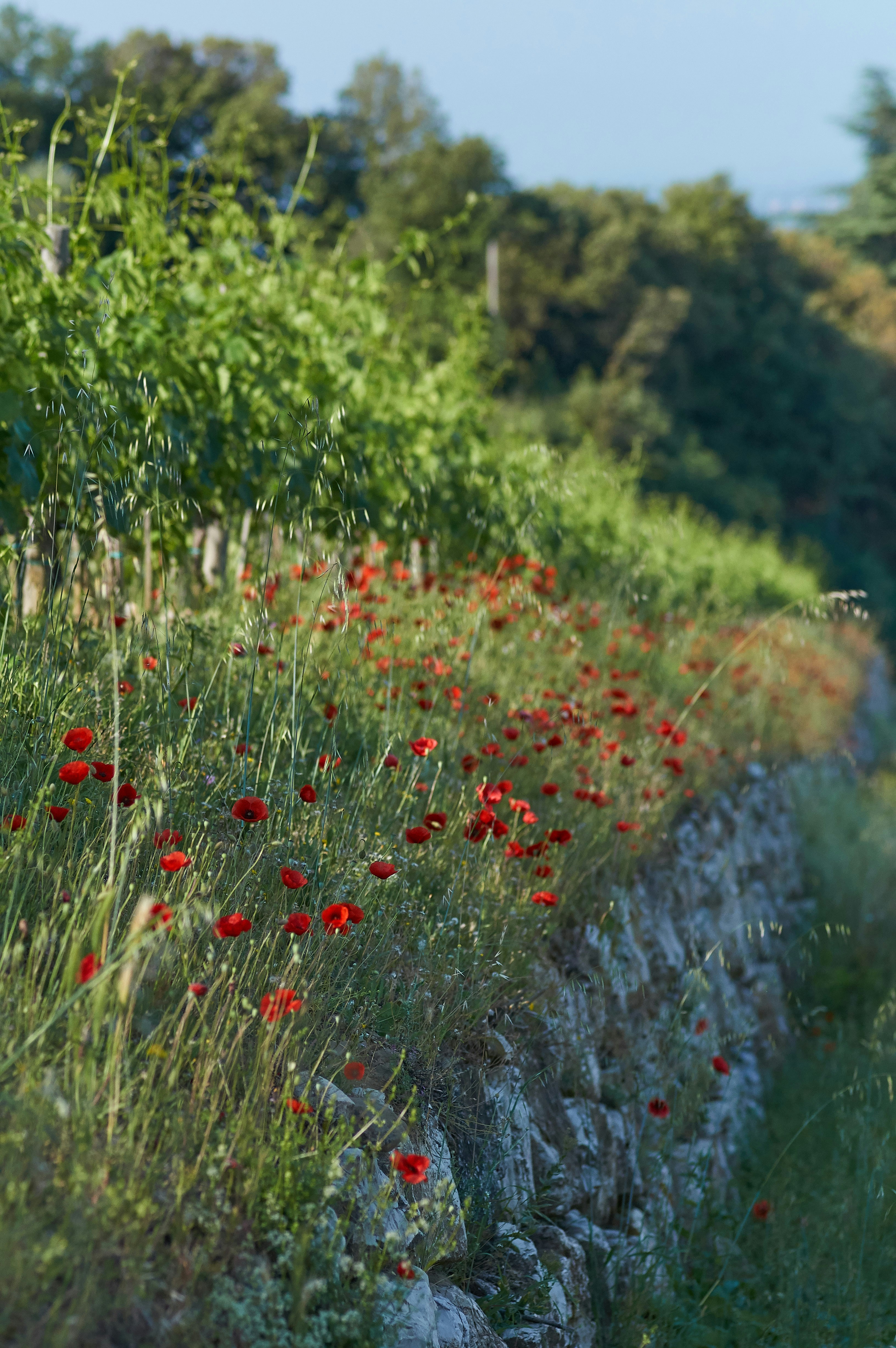 Photo by wolfgang_hasselmann