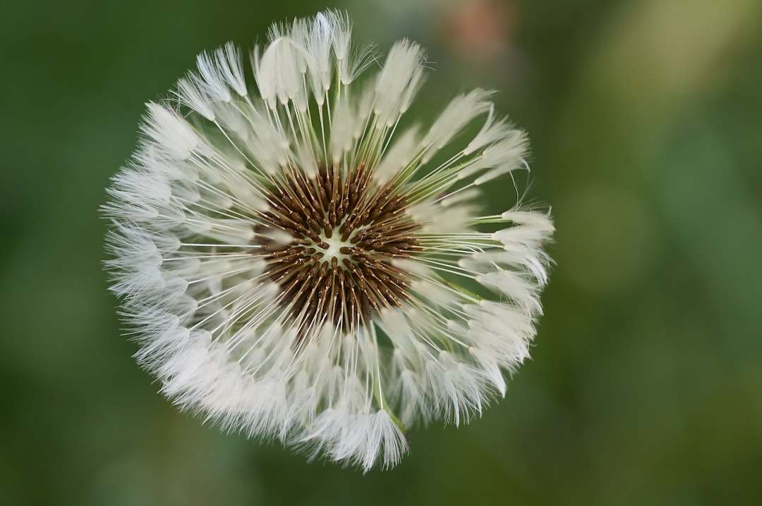 white dandelion in close up photography