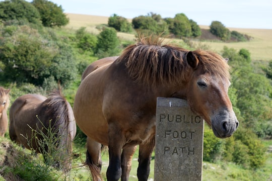 brown horse standing on green grass field during daytime in White Cliffs of Dover United Kingdom