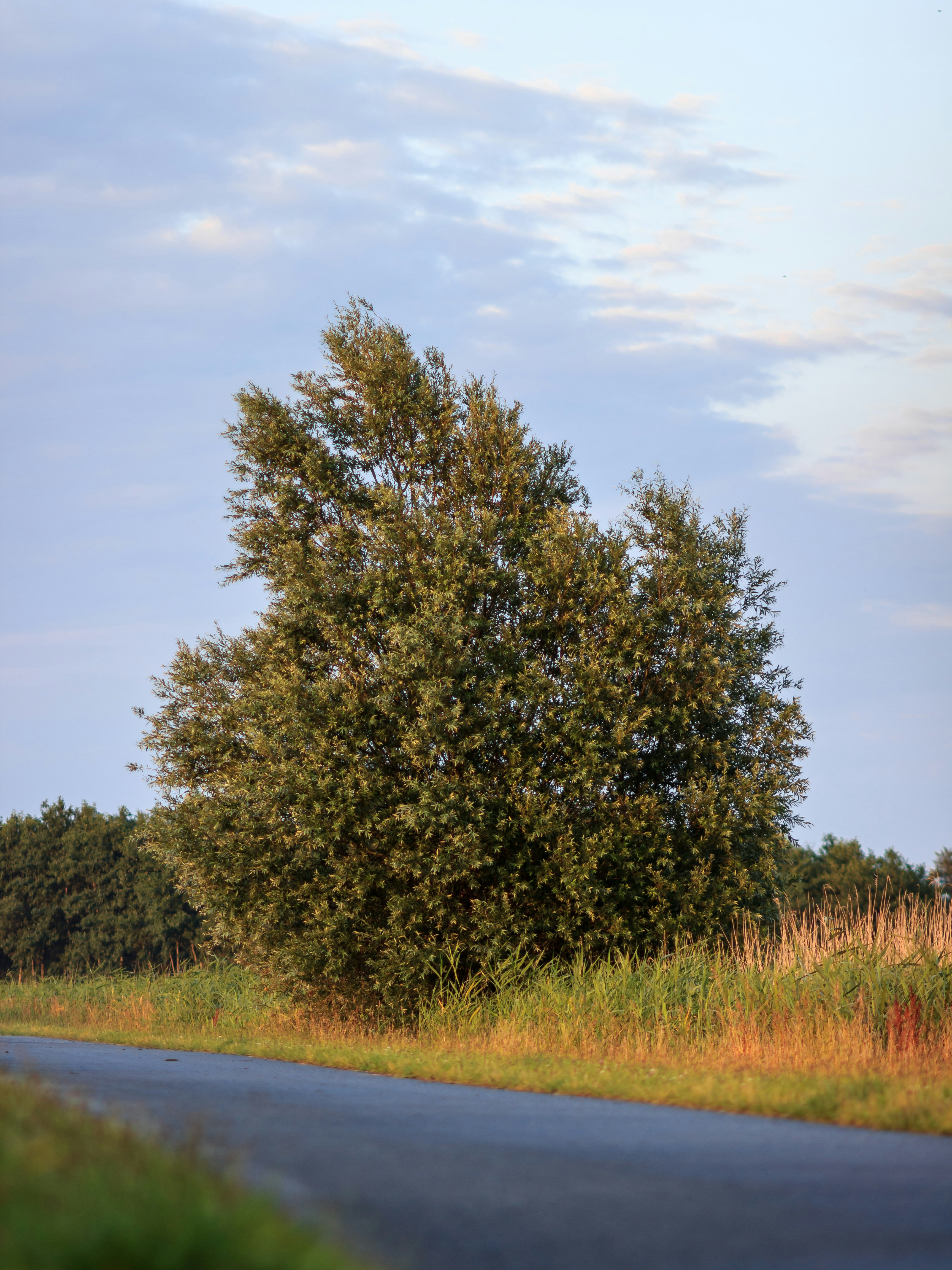 grüner Baum neben der grauen Straße tagsüber