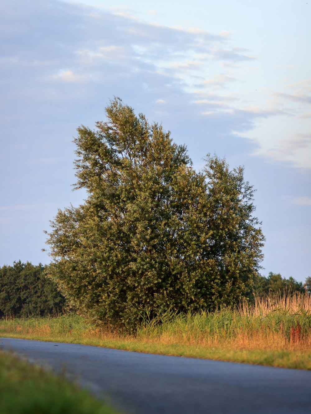 Árbol verde al lado de Gray Road durante el día