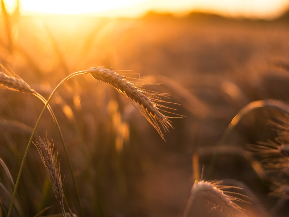 brown wheat in close up photography during sunset