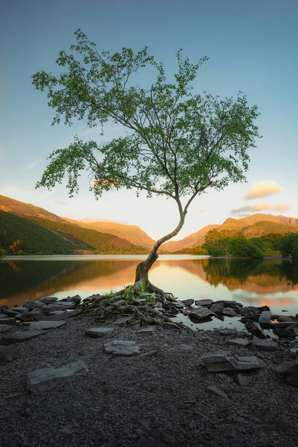 green tree near lake during daytime