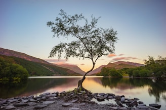 green tree near lake during daytime