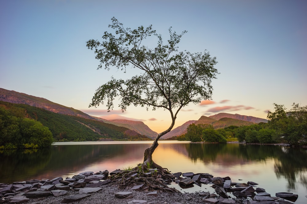 green tree near lake during daytime