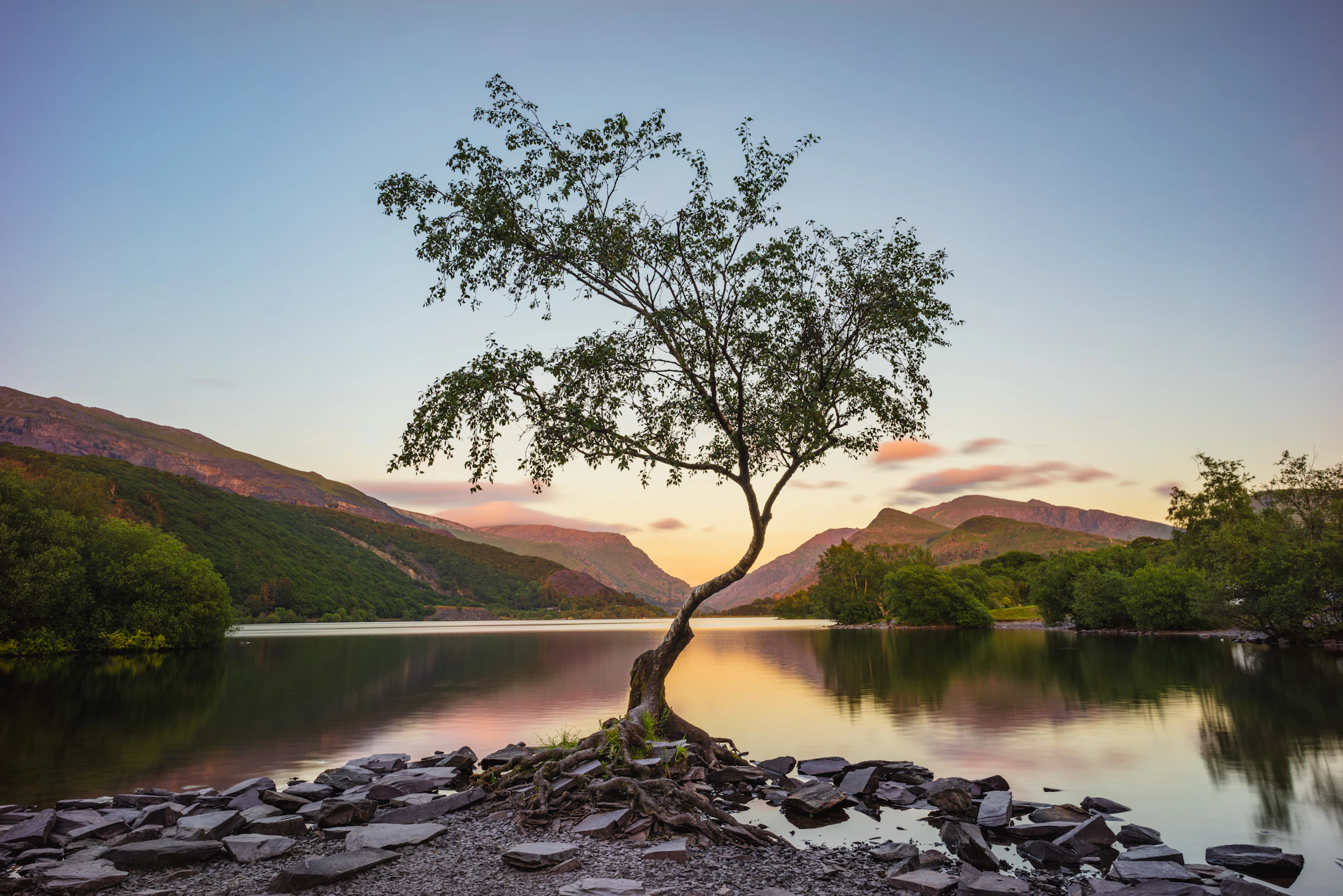 green tree near lake during daytime