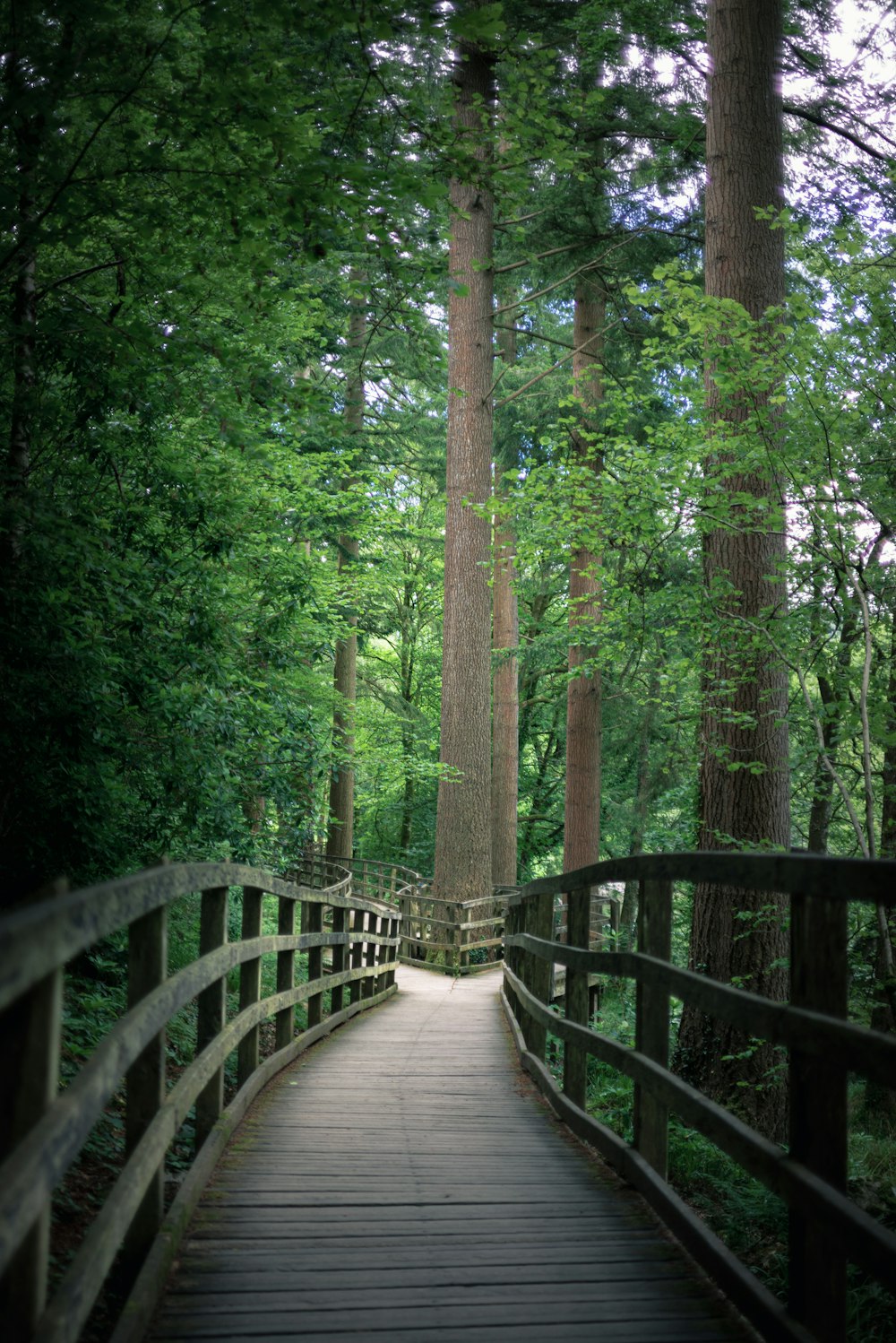 Puente de madera marrón en el bosque