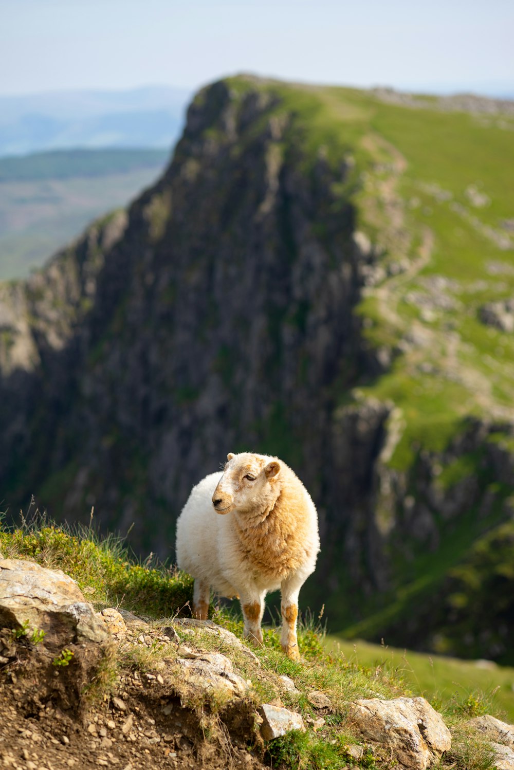 white sheep on green grass field during daytime