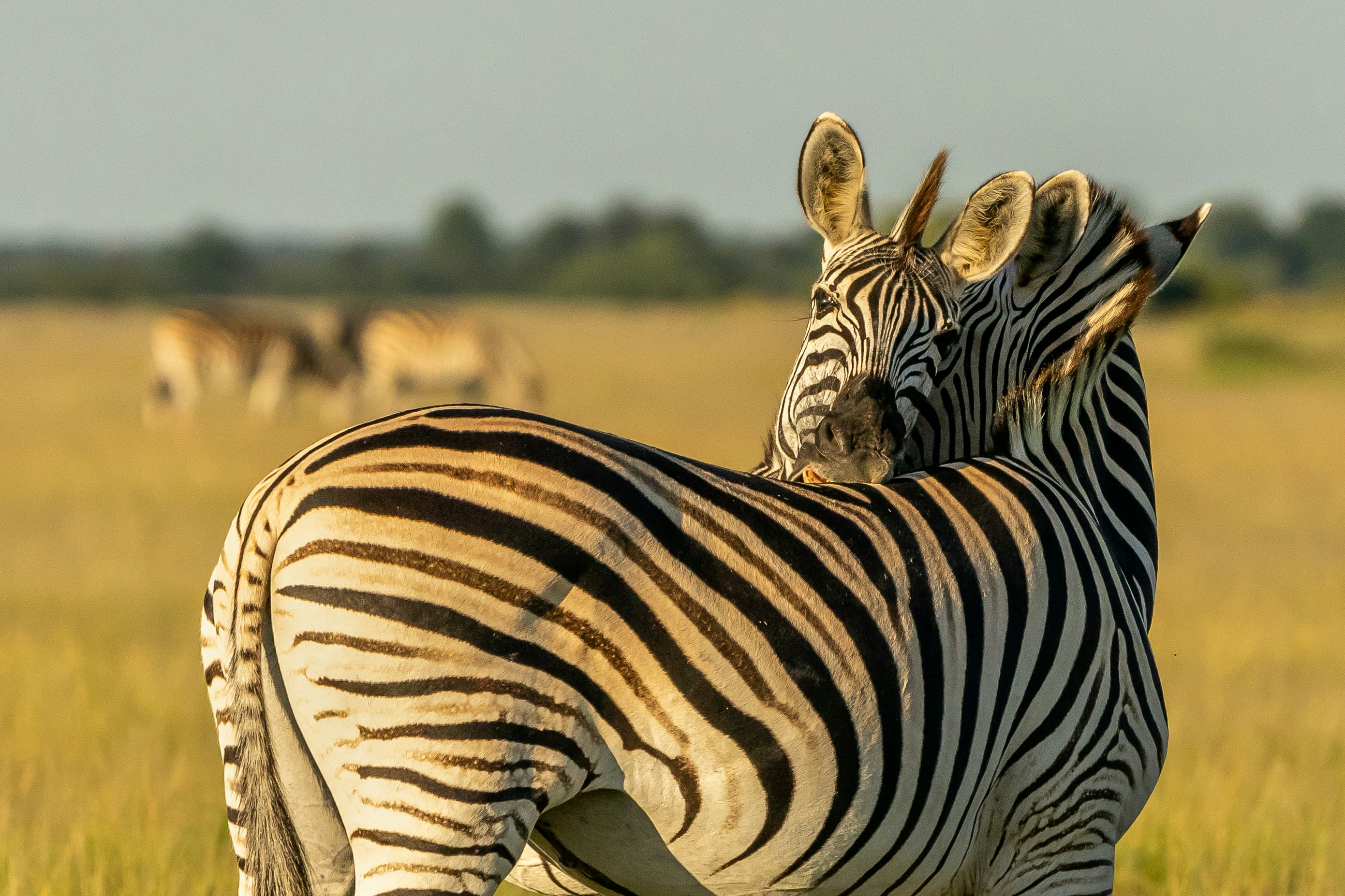 Photo by hansjurgen007