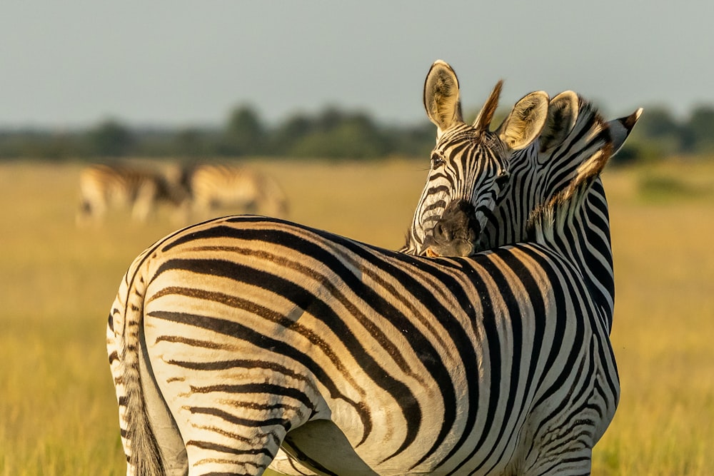 zebra standing on brown grass field during daytime