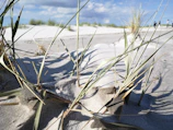 Volunteers gently planting native dune grasses along a sandy shoreline at sunrise