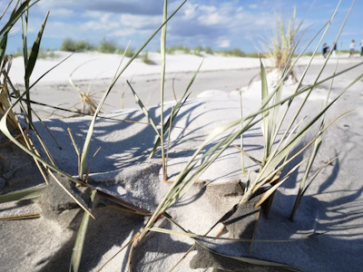 Volunteers planting native dune grasses along a sandy shoreline at sunrise.