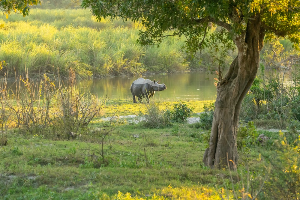 black elephant on green grass field during daytime