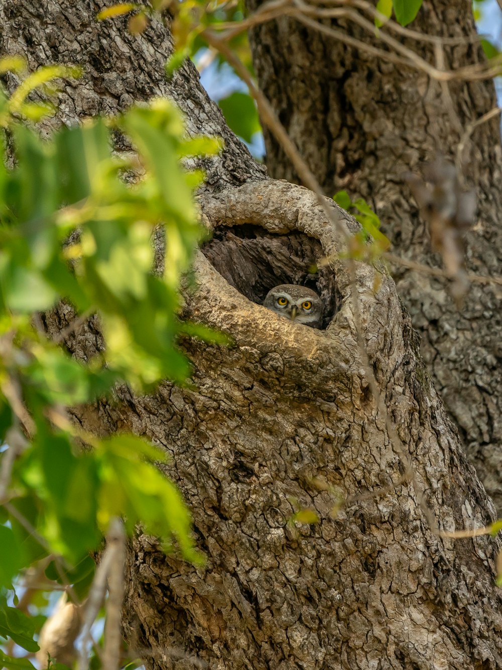 brown and black animal on brown tree trunk