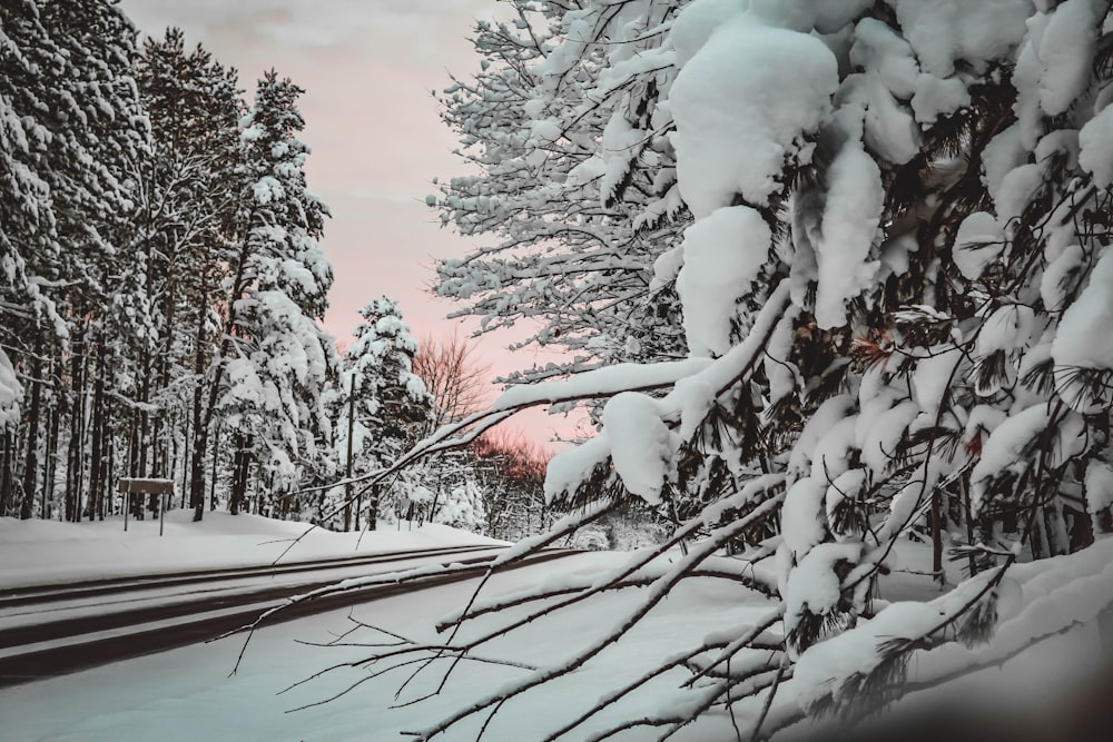 snow covered trees during daytime