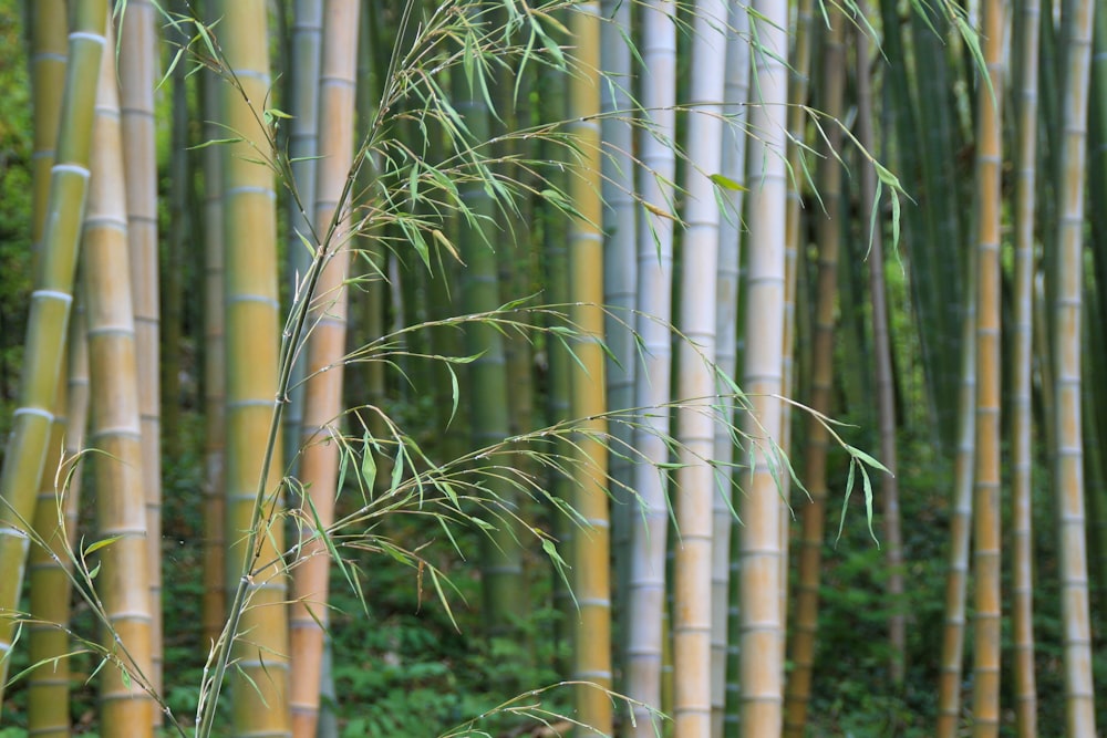 Weiße Bambusstöcke auf grünem Gras
