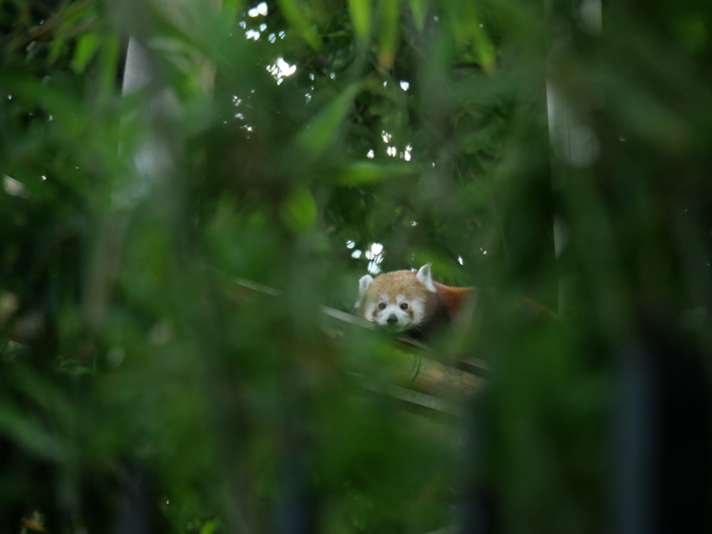 brown and white fox on green plant