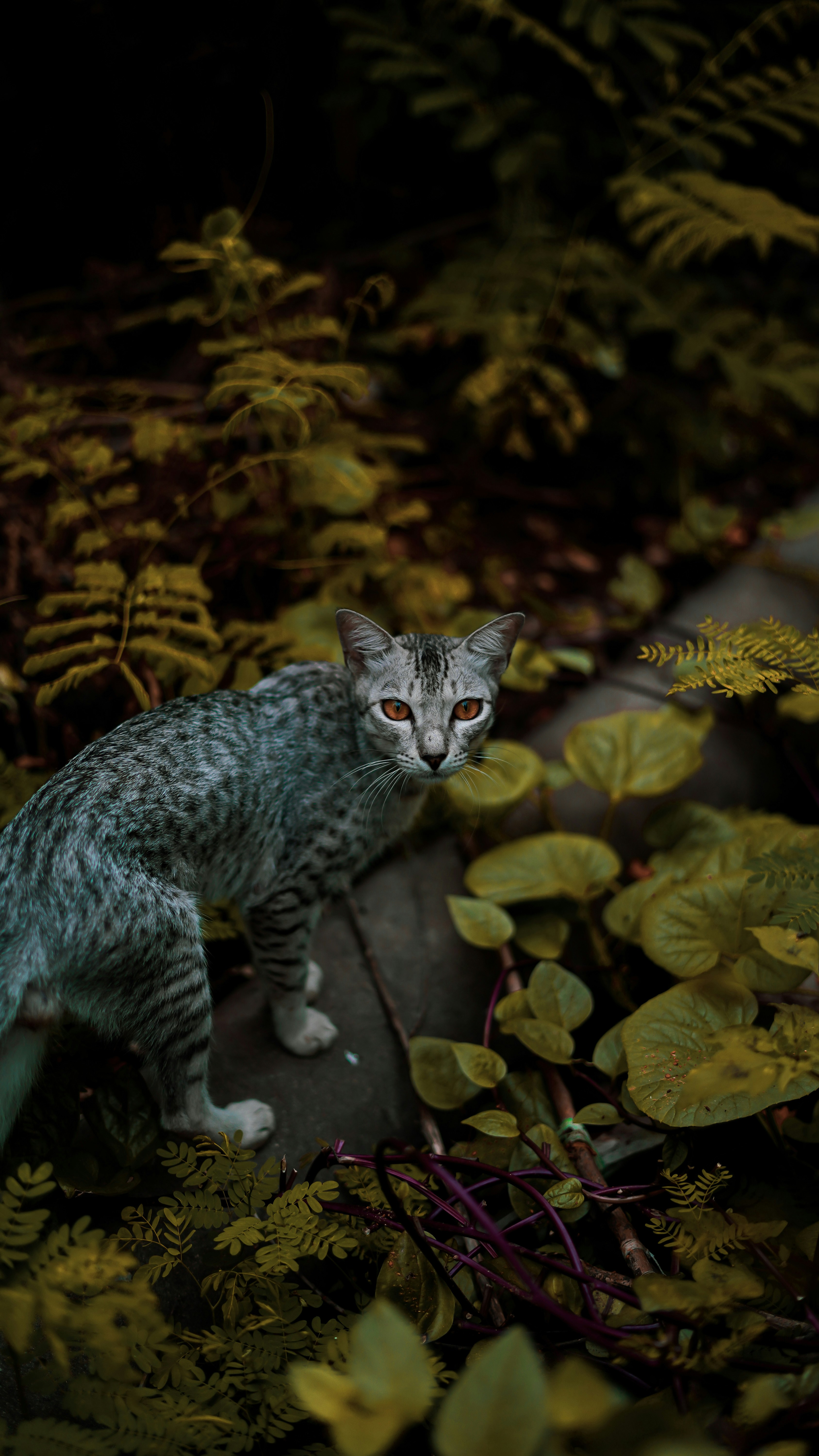 Photo by saivarma2000