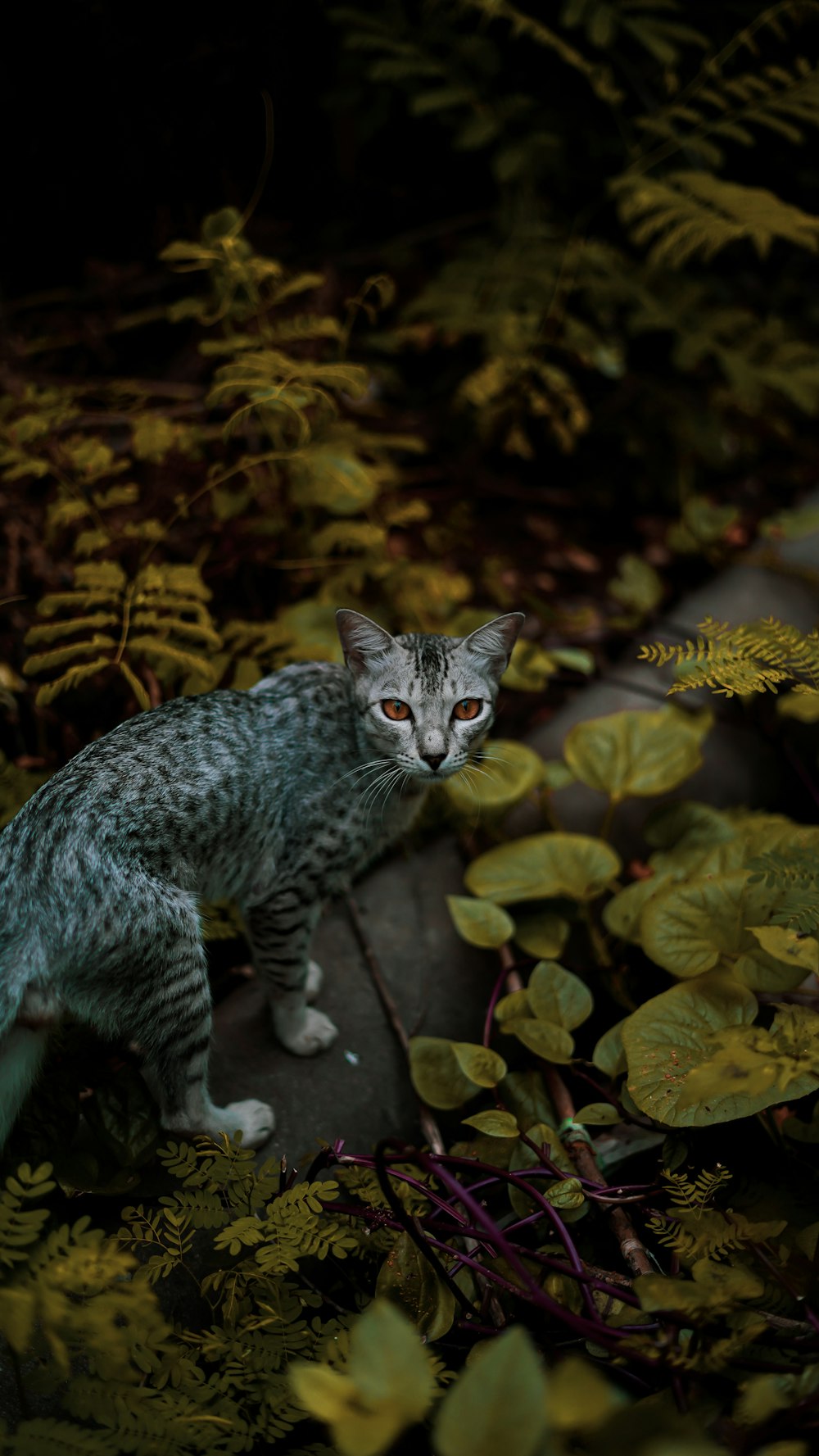 chat tigré argenté sur branche d’arbre brun