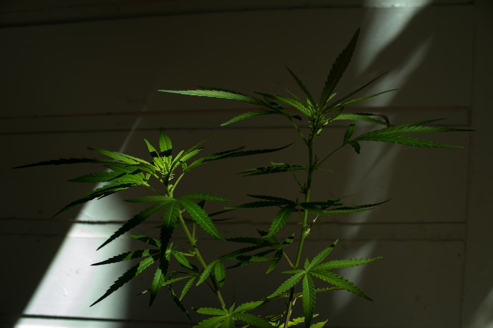 a potted plant with green leaves in a dark room