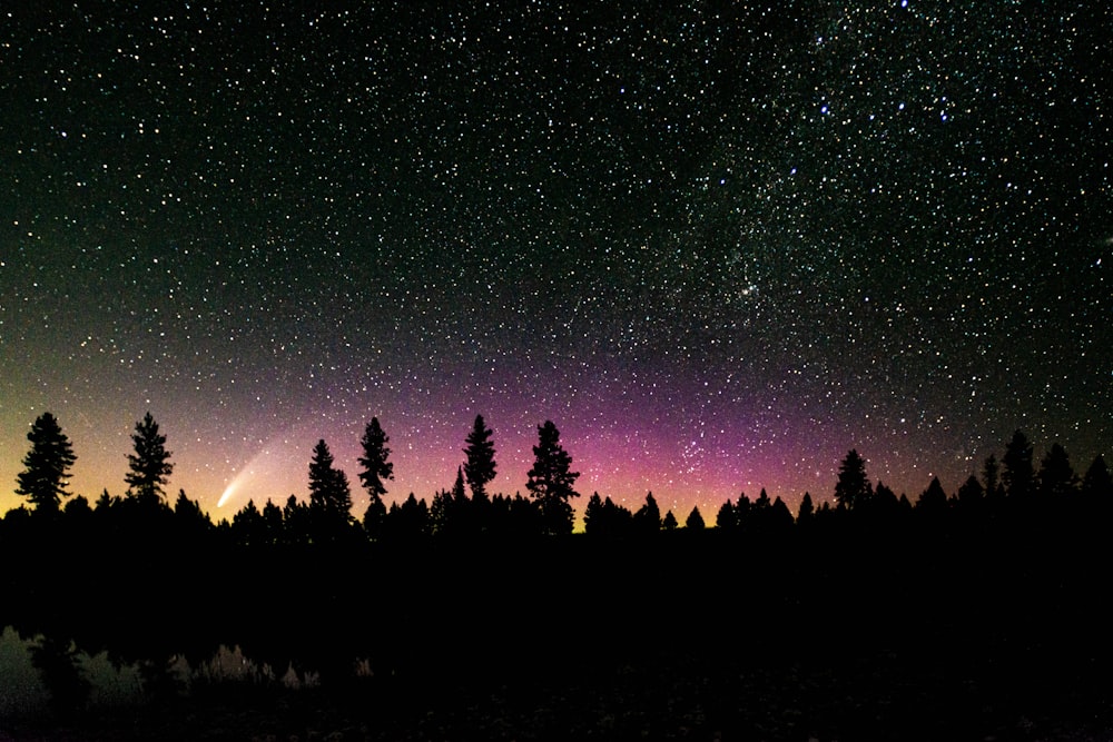 silhouette d’arbres sous la nuit étoilée