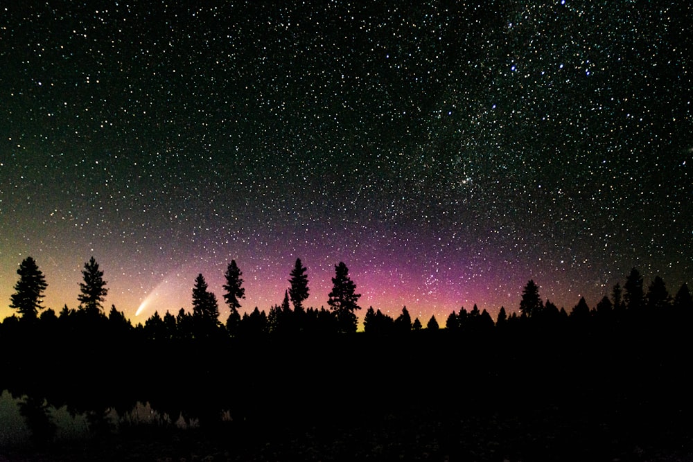 silhouette of trees under starry night