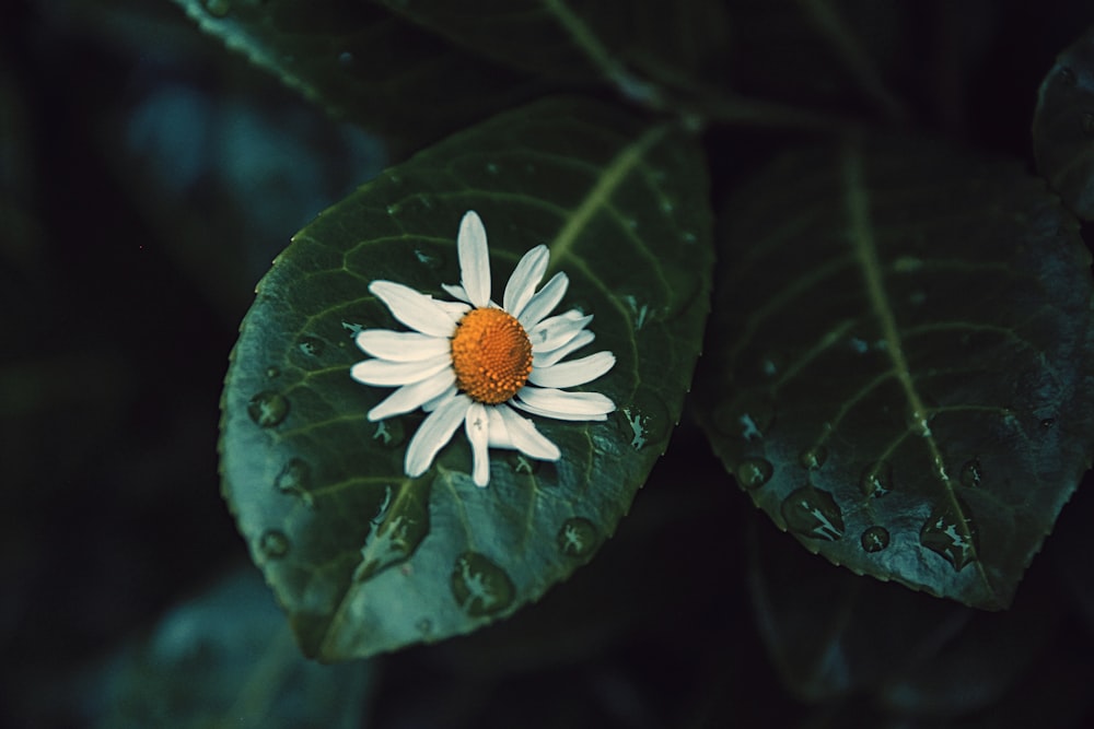 fleur blanche et orange en fleur