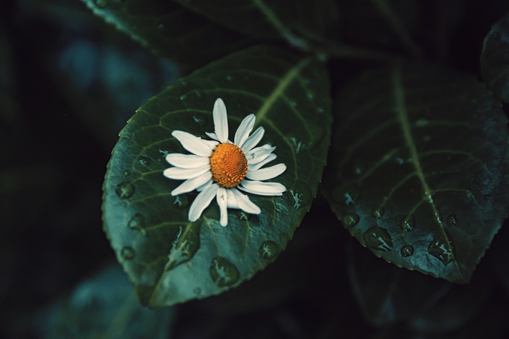 white and orange flower in bloom