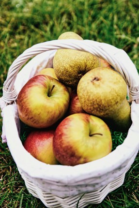 A white basket is filled with ripe apples and pears, resting on a bed of green grass. The fruits display a blend of red, yellow, and green hues, suggesting they are freshly picked.