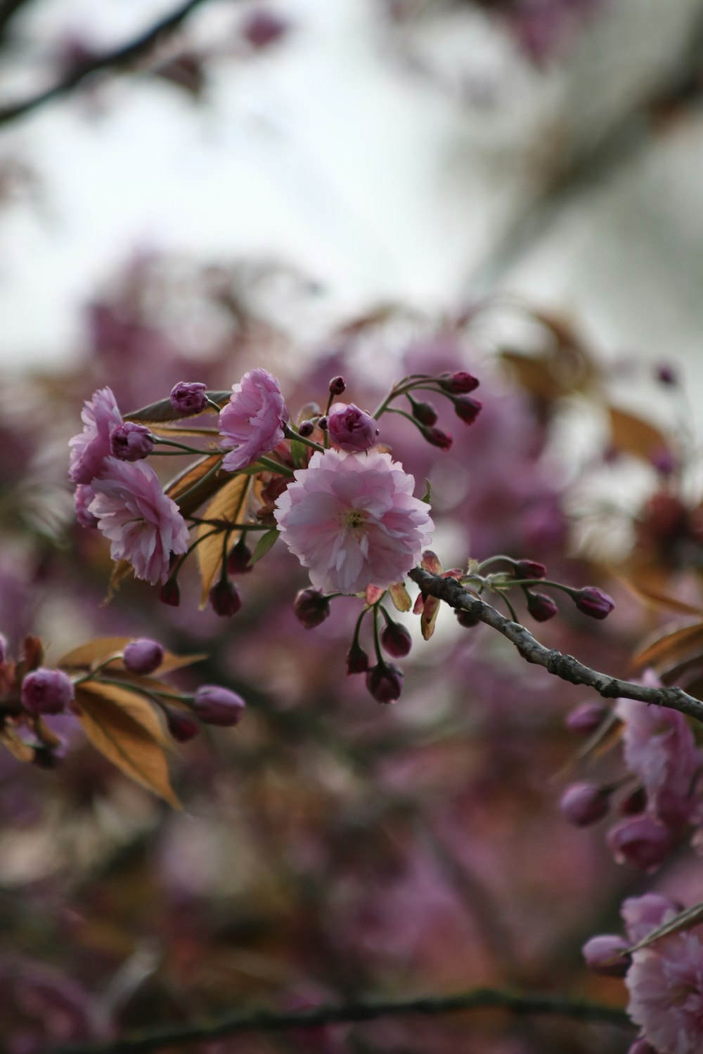 pink and white flower in tilt shift lens