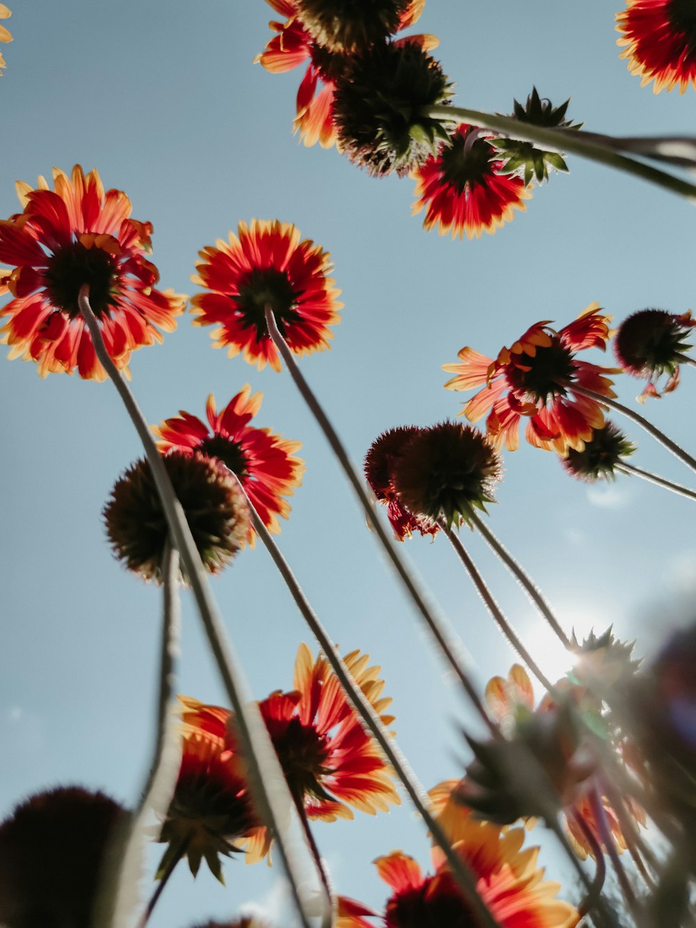 red and white flowers under blue sky during daytime