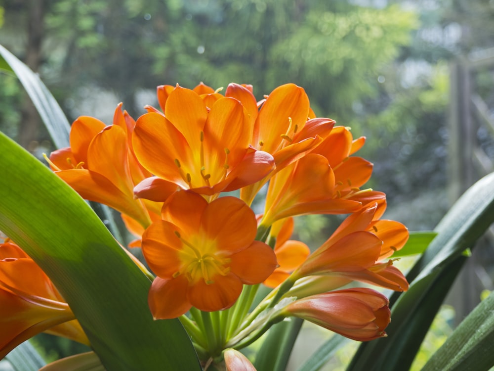 Flor de naranjo en lente de cambio de inclinación